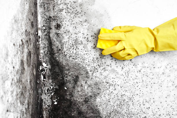 Best Residential Mold Remediation in Southwest Sandhill, TX