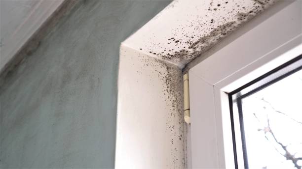 Professional Mold Remediation in Southwest Sandhill, TX