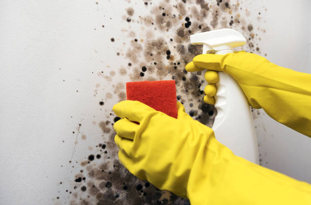 Best Post-Flood Mold Remediation in Southwest Sandhill, TX