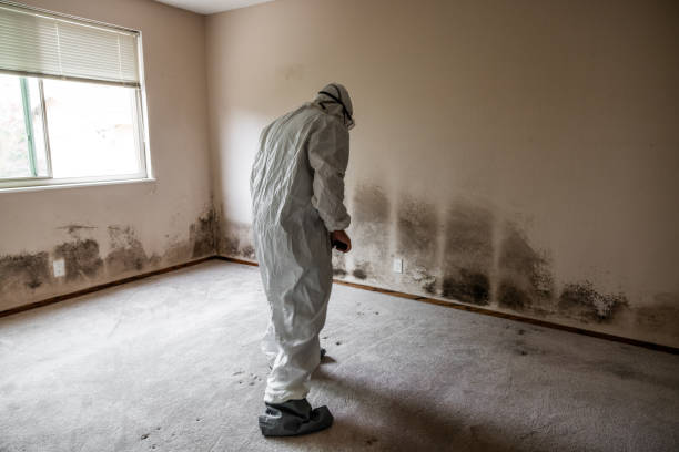 Best HVAC Mold Remediation in Southwest Sandhill, TX