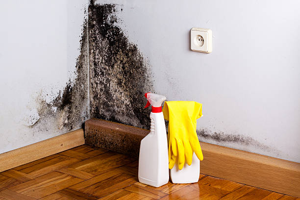 Best Crawl Space Mold Remediation in Southwest Sandhill, TX
