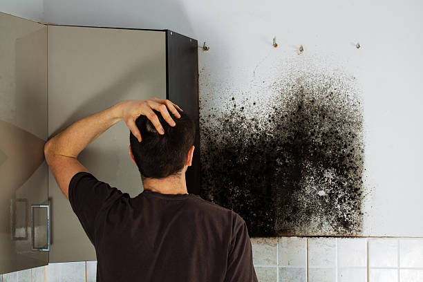 Best Localized Mold Remediation (e.g., coastal areas, humid climates) in Southwest Sandhill, TX